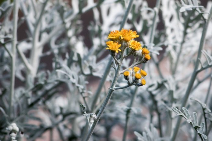 Why You Need a Little Dusty Miller in Your Life?