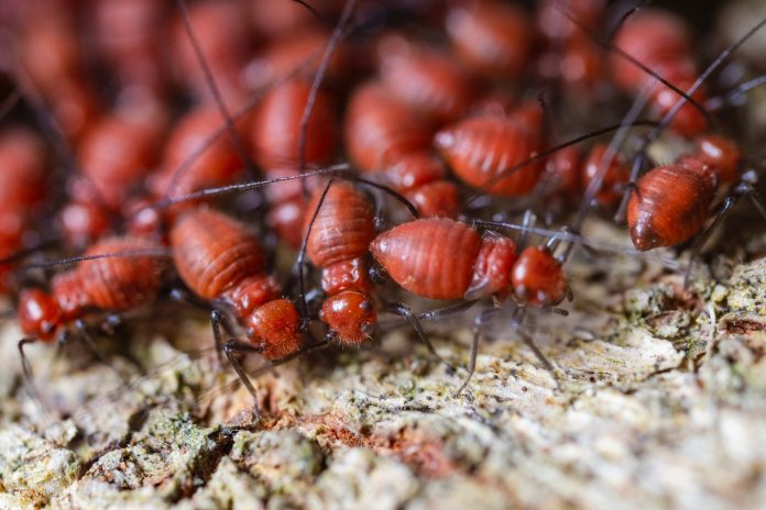 How to Recognize Termites on Your Property?