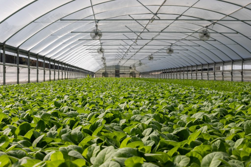 Typical Greenhouse Cover Materials